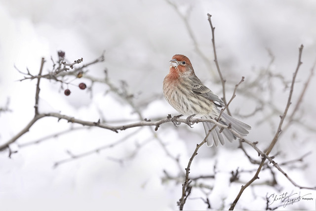 House Finch - Snowy Day