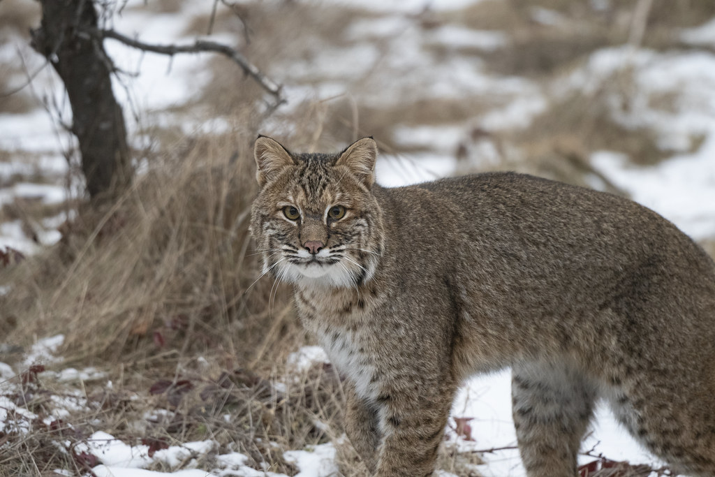 Bobcat | Russ | Flickr