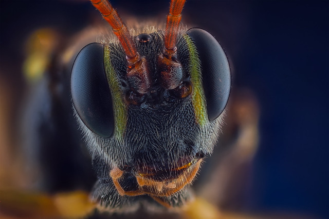 Ichneumonidae portrait-Explore