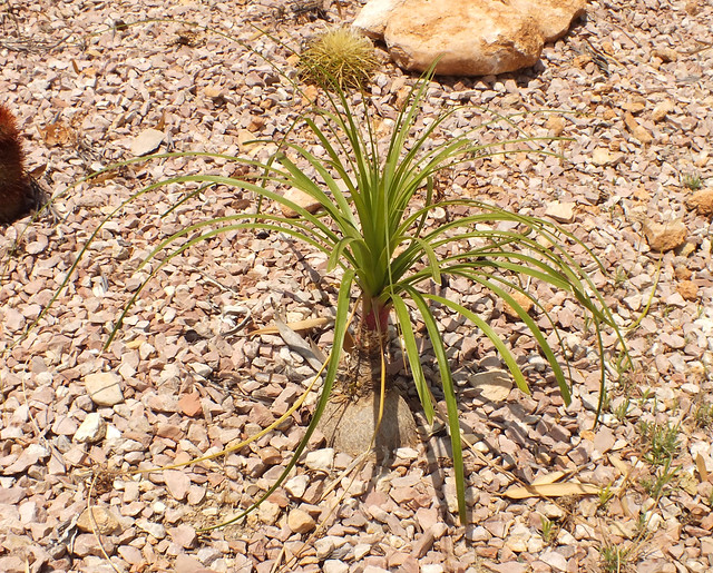 Ponytail palm (Beaucarnea recurvata) seedling