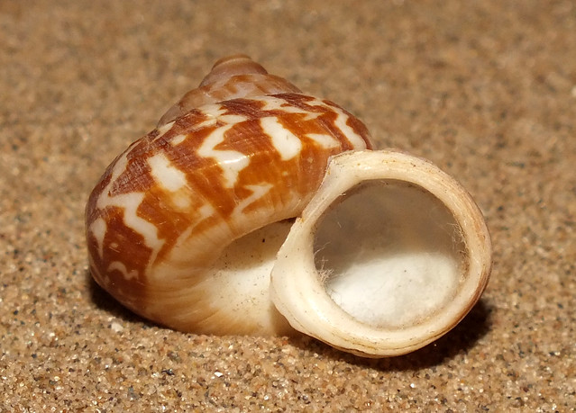 Land snail (Cyclophorus daranganicus) under side