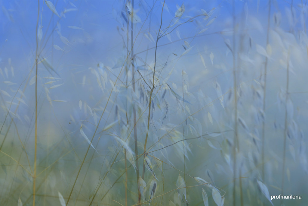 Collage176    wild grass  in the   wind , artwork