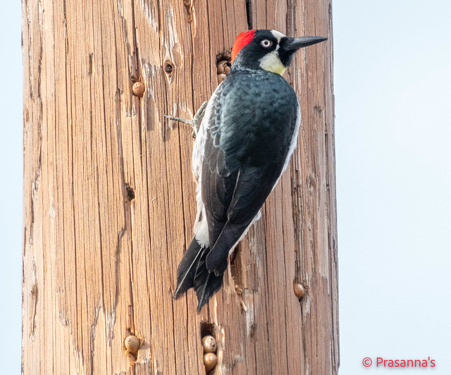 Acorn Woodpecker (Female)