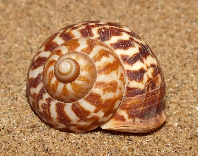 Land snail (Cyclophorus daranganicus)