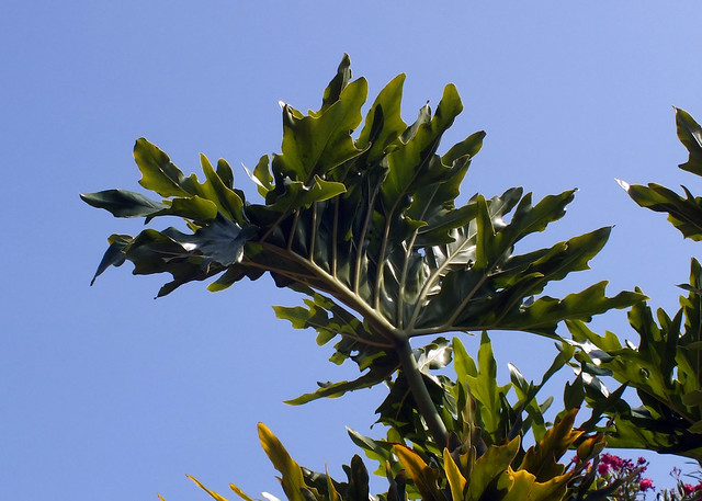 Split-leaf philodendron (Thaumatophyllum bipinnatifidum) leaf