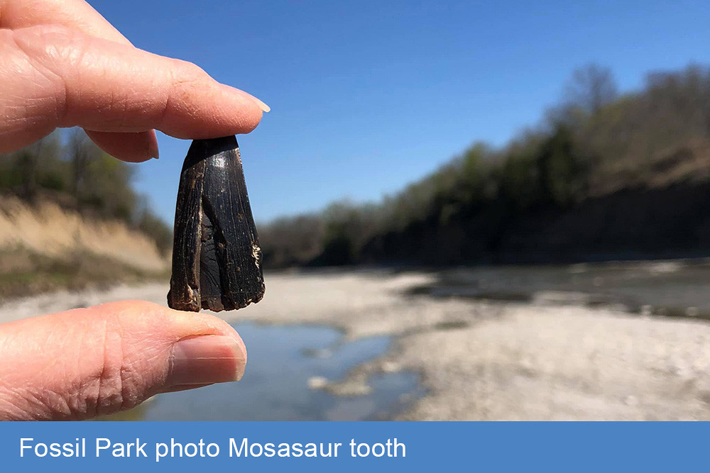 Fossil_Park_photo_Mosasaur_tooth
