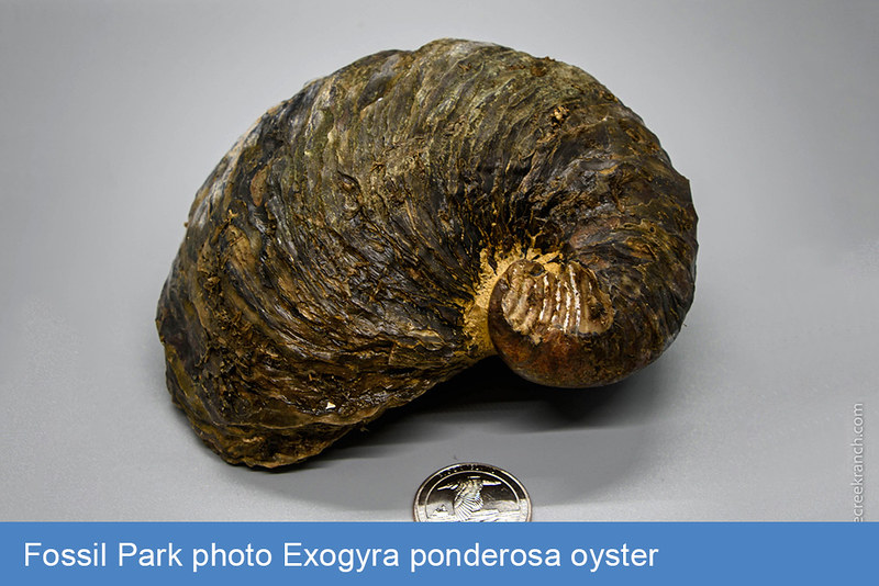Fossil_Park_photo_Exogyra_ponderosa_oyster