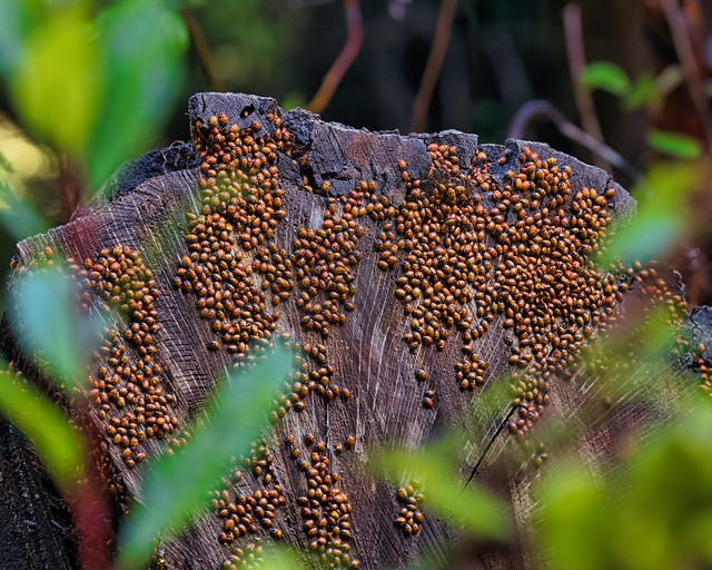 Ladybugs on a log