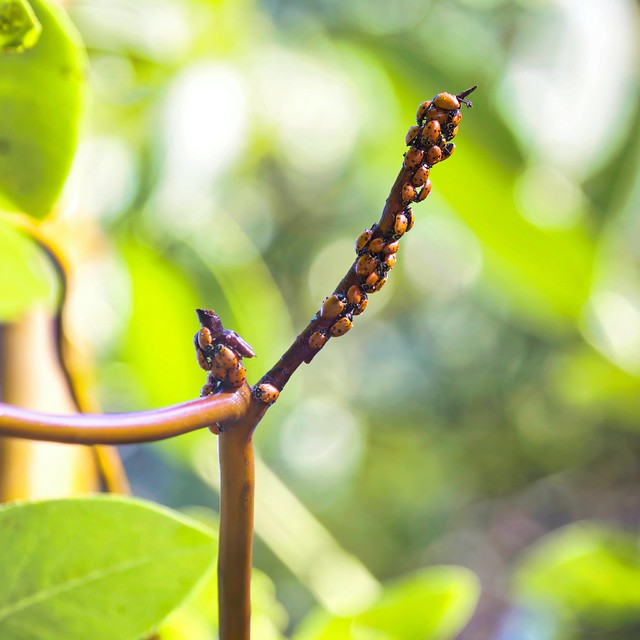 Ladybugs on a stick