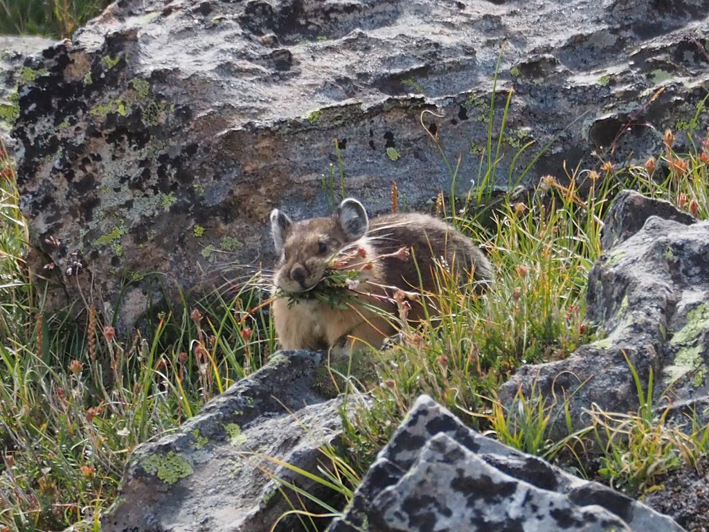 Pika | OLYMPUS DIGITAL CAMERA | Chris Jacobsen | Flickr
