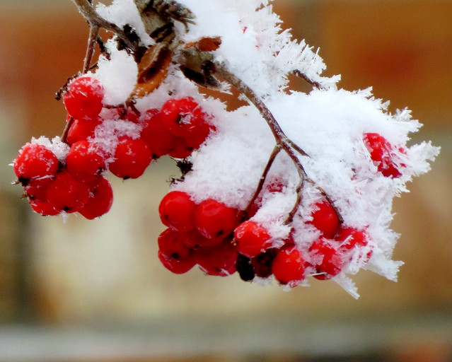 Frosted red berries