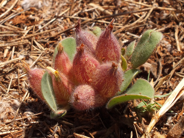 Bladder vetch (Tripodion tetraphyllum)