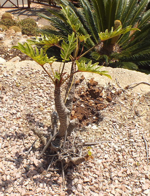 Xanadu plant (Thaumatophyllum xanadu)