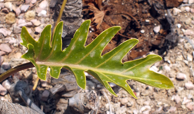 Xanadu plant (Thaumatophyllum xanadu) young leaf
