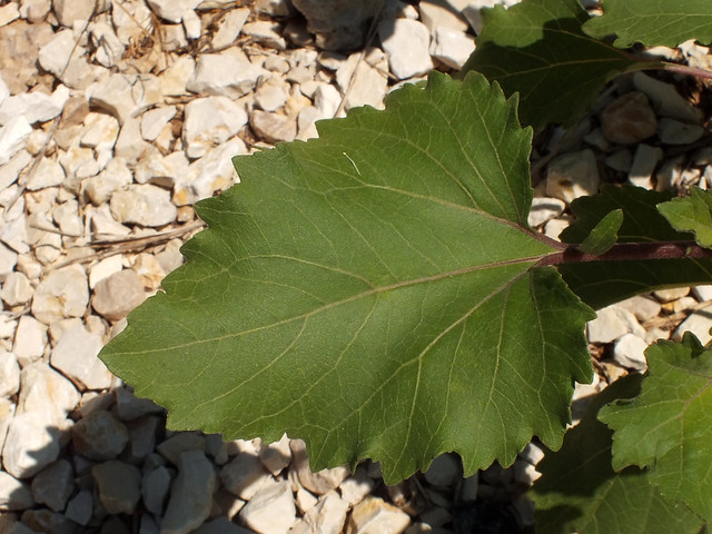 Cocklebur (Xanthium strumarium) leaf
