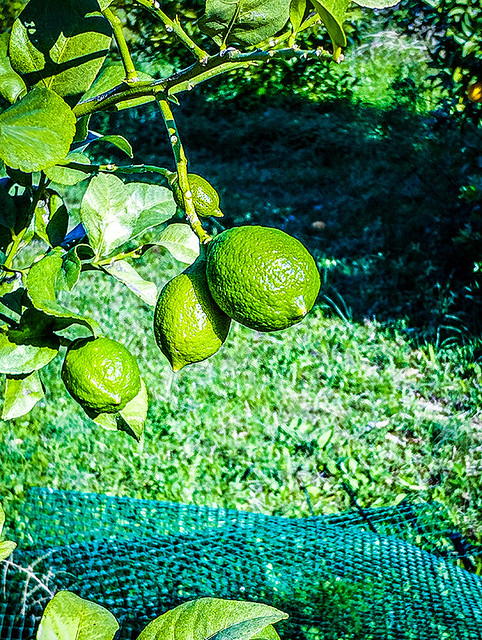Los primeros limones que produce el arbolito