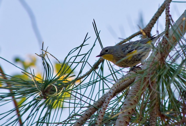 Audubon's Warbler On Pine