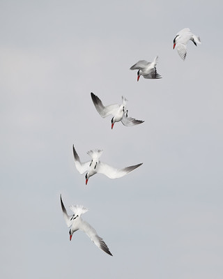 20120902_0675coll