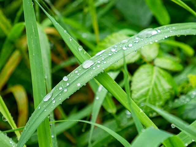 Drops of water on green leaves of the grass