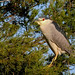 Flickr photo 'Black-crowned Night-Heron (Nycticorax nycticorax)' by: Mary Keim.