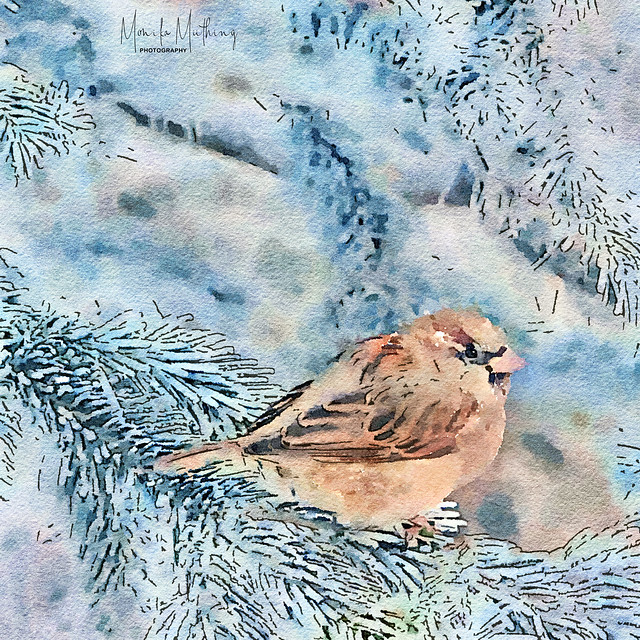 Sparrow in Snowy Fir II