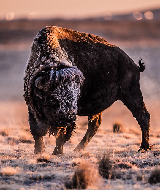 BISON, Colorado | WilsonAxpe | Flickr
