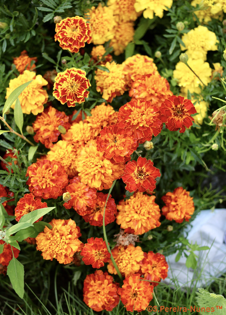 Tagetes, Mexican Marigold,  UBC, Vancouver, BC, Canada
