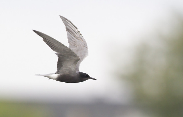 20130612_0136