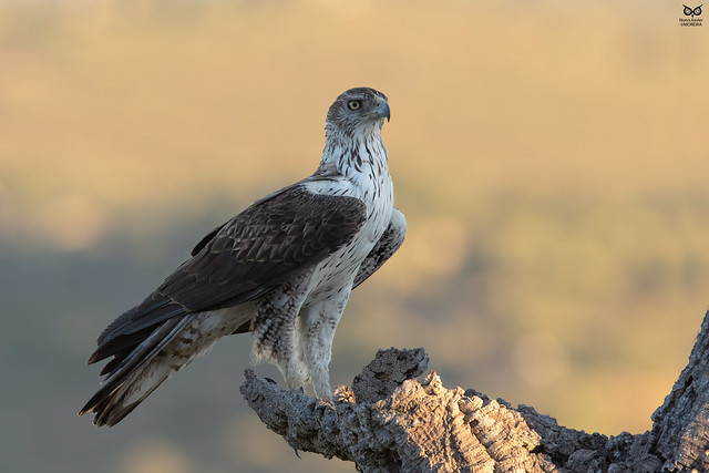 Aguia-de-bonelli, Bonelli eagle (Aquila fasciata)