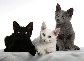Russian Blue, Black and White Kittens For Sale