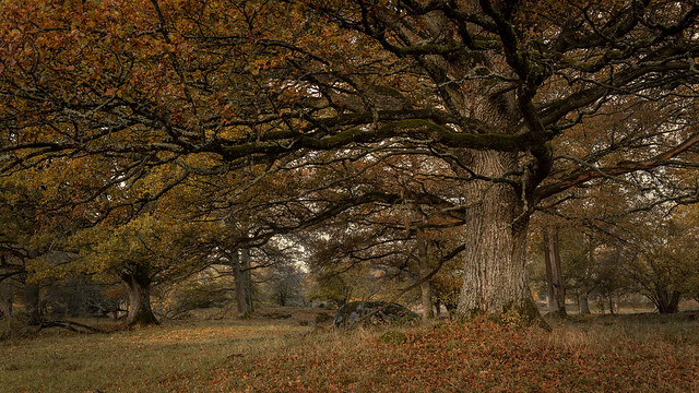 Late autumn oak