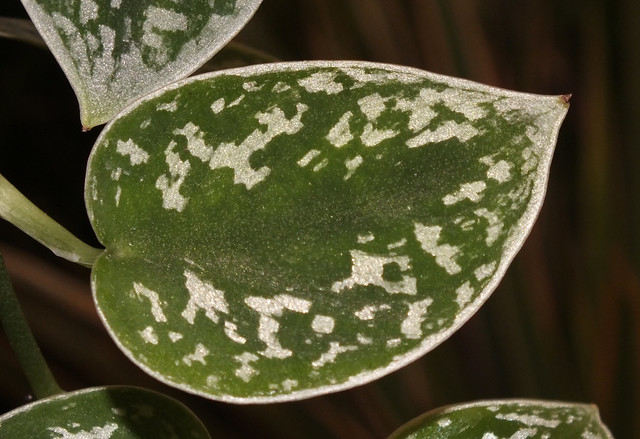 Silver vine (Scindapsus pictus) leaf