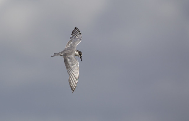 20120309_0452