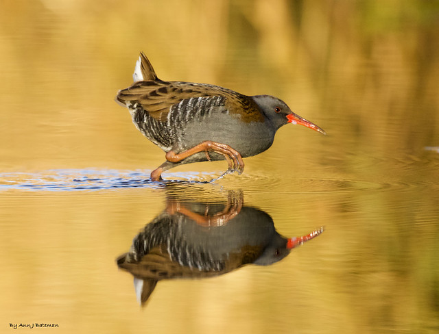 Water Rail in the early morning light