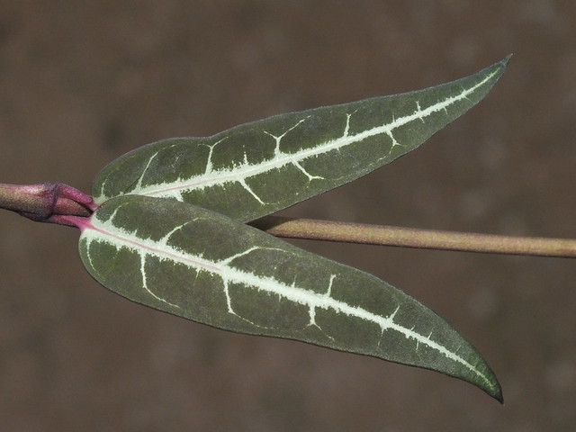 Jungle creeper (Gardneria multiflora)