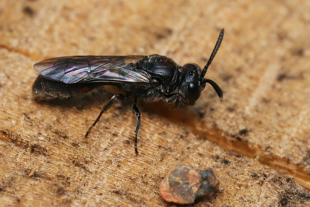Psenulus fuscipennis f - 02 VI 2022