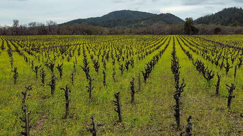 mustard in vineyard