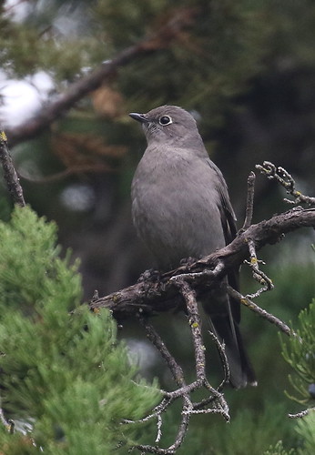 Townsend's Solitaire - Myadestes townsendi | by Engilis Photos