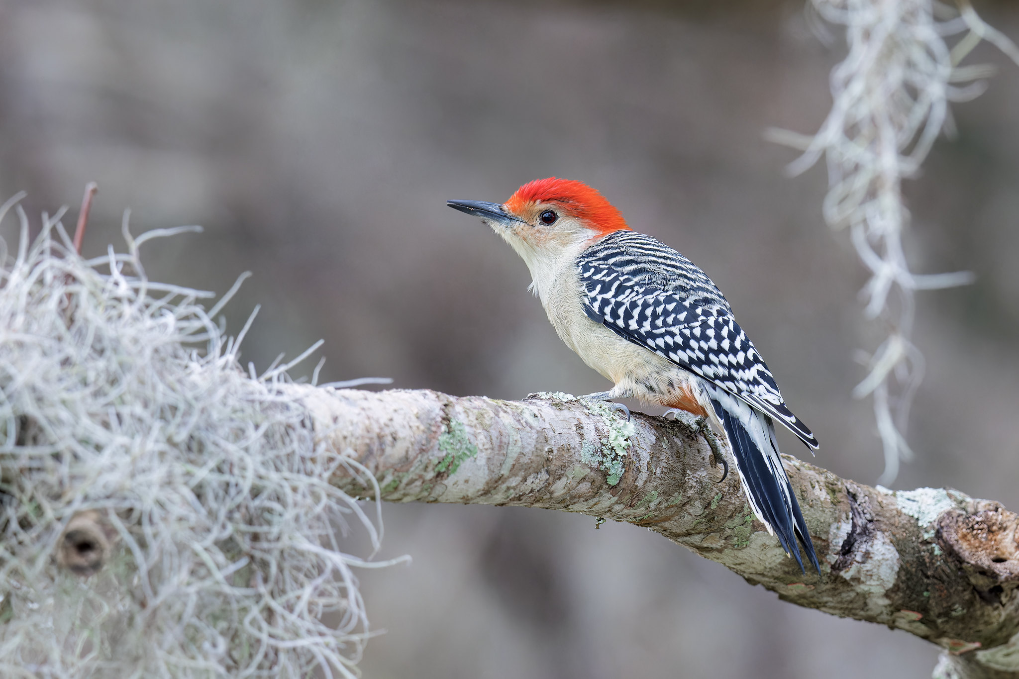 Melanerpes carolinus | Red-bellied Woodpecker | karolinaspett