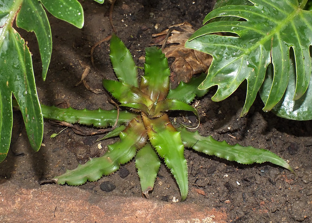 Starfish plant (Cryptanthus acaulis)