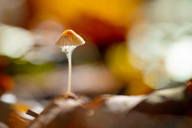 The little mushroom in the middle of the colorful foliage