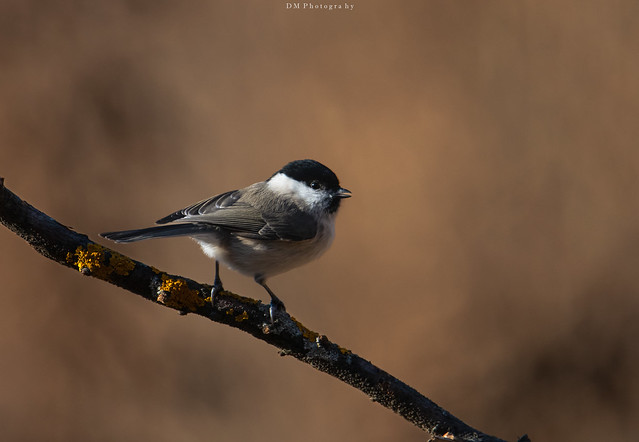 Willow Tit