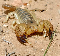 Largeclaw Scorpion (Scorpio punicus) (Found by Jean NICOLAS)