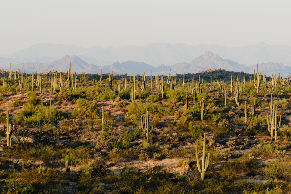 A view of a forest of saguaros with mountains in the distance at sunrise at the Basalt Ridge Overlook on the Basalt Ridge Trail in McDowell Sonoran Preserve in Scottsdale, Arizona on August 1, 2021. Original: _RAC5511.ARW