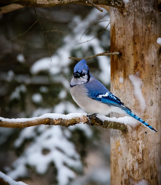 Blue Jay in the wintery woods