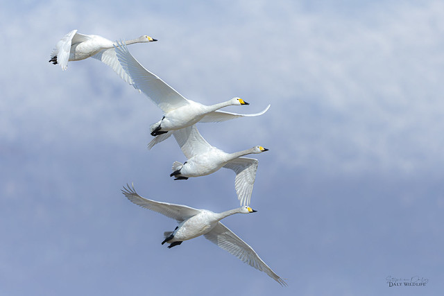 Whooper Swans cold mountains Macedonia_5716_jpg