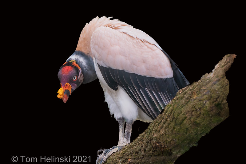 Colorful King Vulture