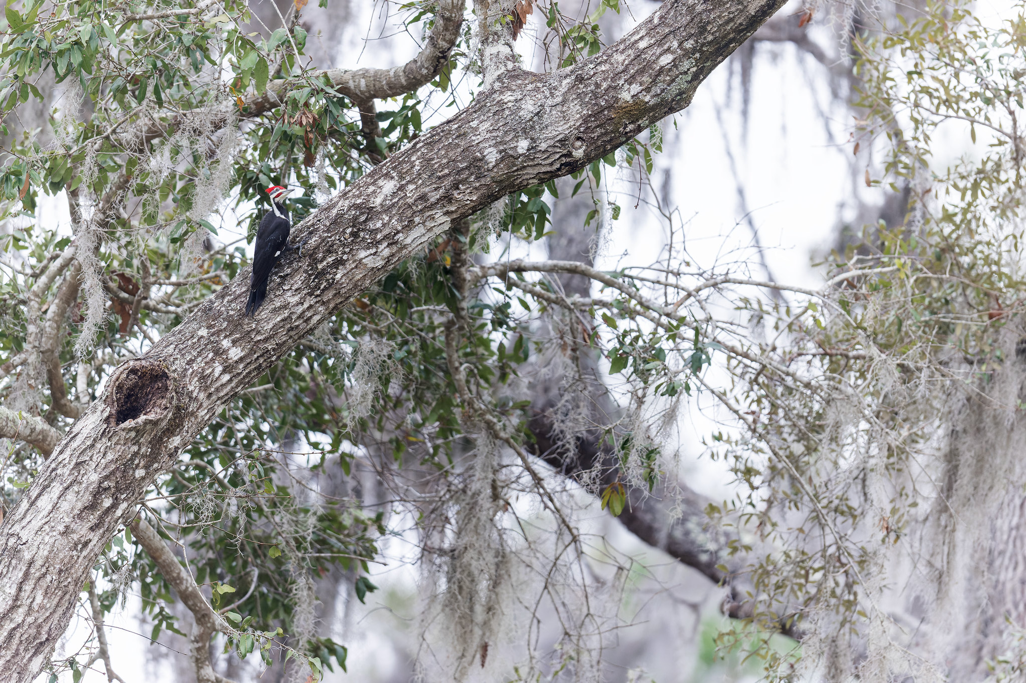 Dryocopus pileatus | Pileated Woodpecker | amerikansk spillkråka