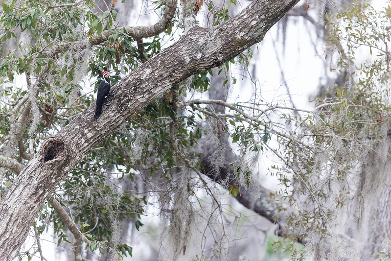 Dryocopus pileatus | Pileated Woodpecker | amerikansk spillkråka