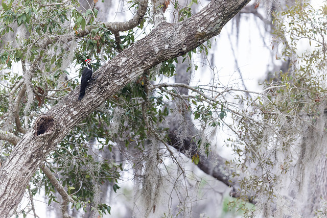 Dryocopus pileatus | Pileated Woodpecker | amerikansk spillkråka